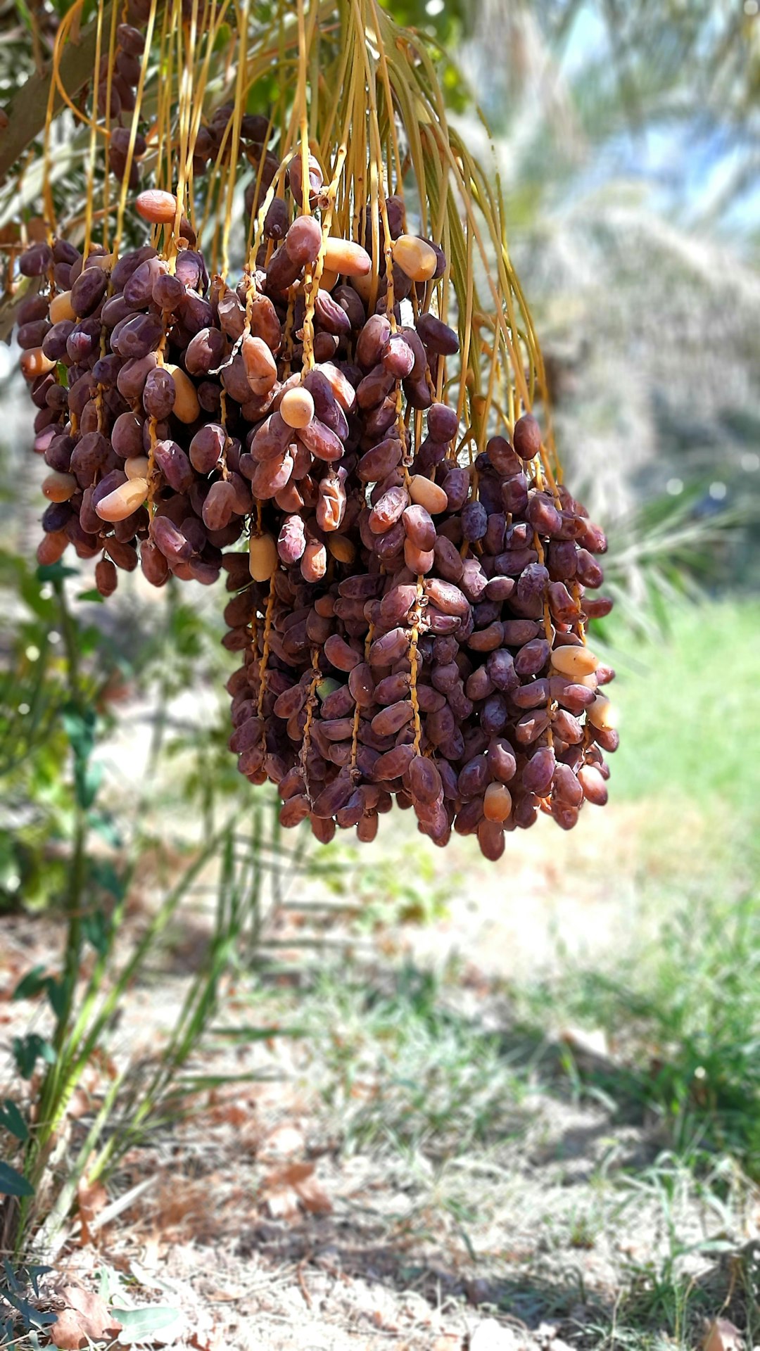 a-bunch-of-fruit-hanging-from-a-tree-8u8sbzc2cyo