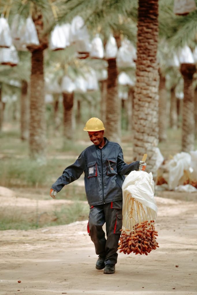 Happy farmer in Biskra, Algeria, carrying freshly harvested dates in a palm grove.