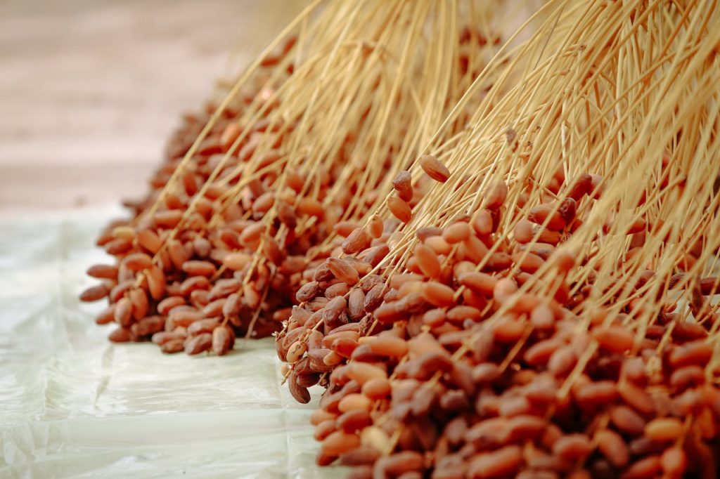 Fresh ripe dates clustered on stalks, ready for harvest in Biskra, Algeria.