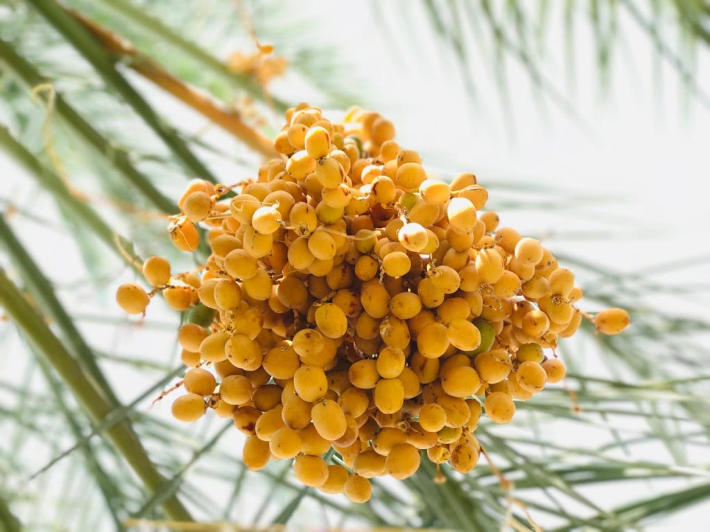 A cluster of ripe yellow dates hanging from a palm tree branch, showcasing natures bounty.