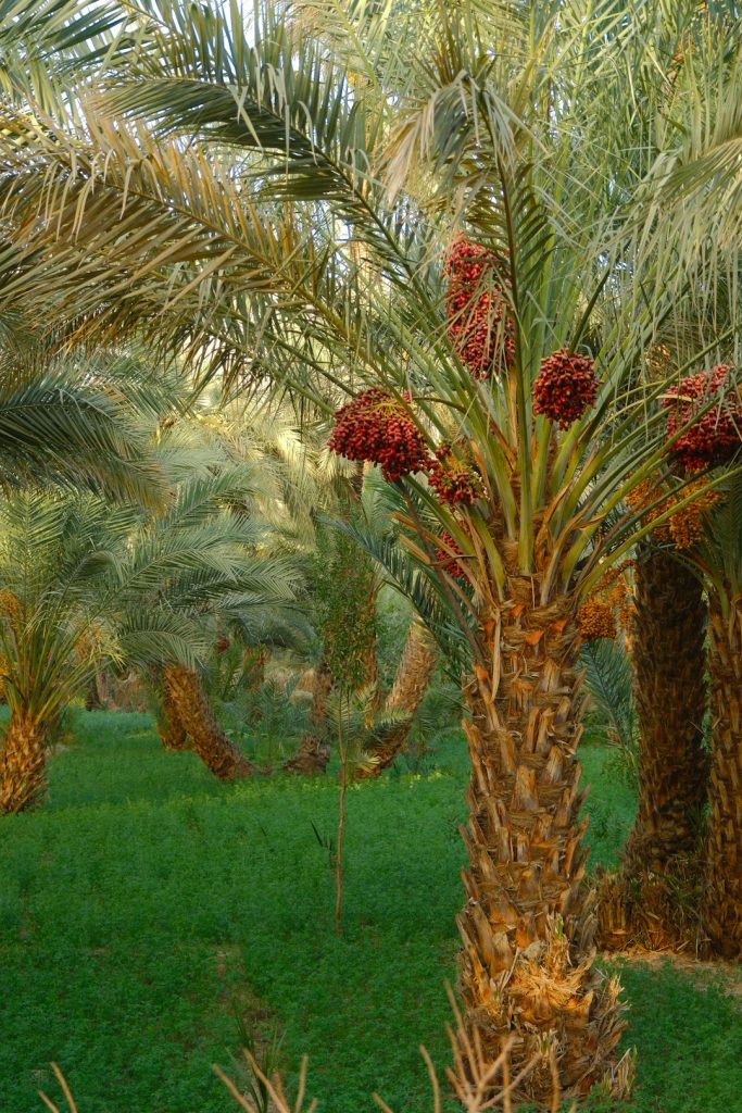date-palms-with-ripe-fruit-in-a-lush-green-field-amsbojqcihi