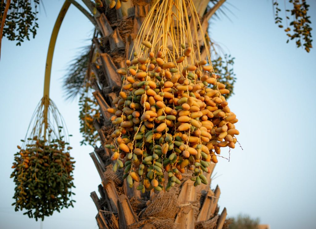 Close-up of ripe date palms hanging from a tree in Tataouine, highlighting the rich harvest.