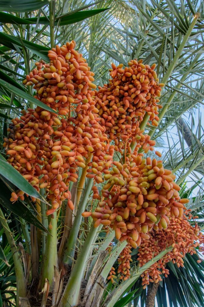Vibrant clusters of ripe date fruits on a palm tree in Elche, Spain.