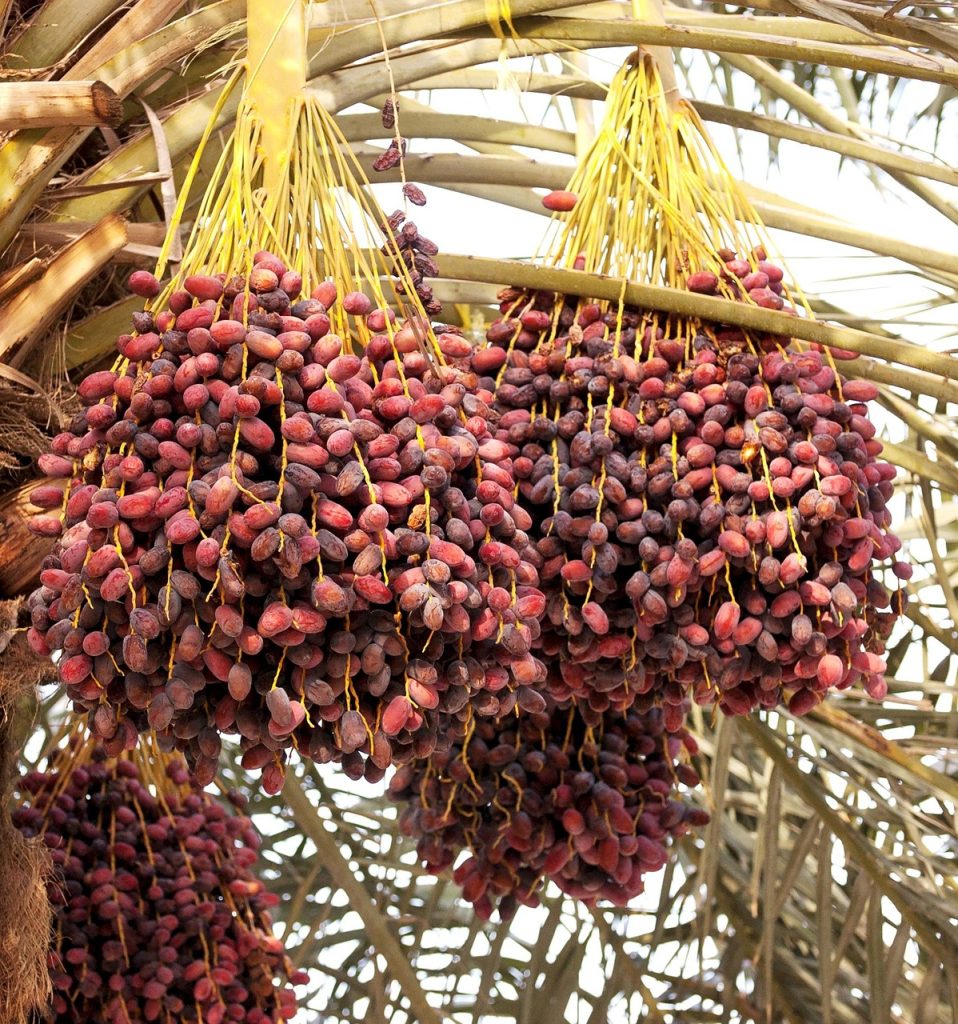 dates, palm tree, tropical, fruit, food, plant, ripe, agriculture, outdoor, east, summer, desert, flora, plantation, natural, healthy, sweet, ecology, fresh, harvest, tasty