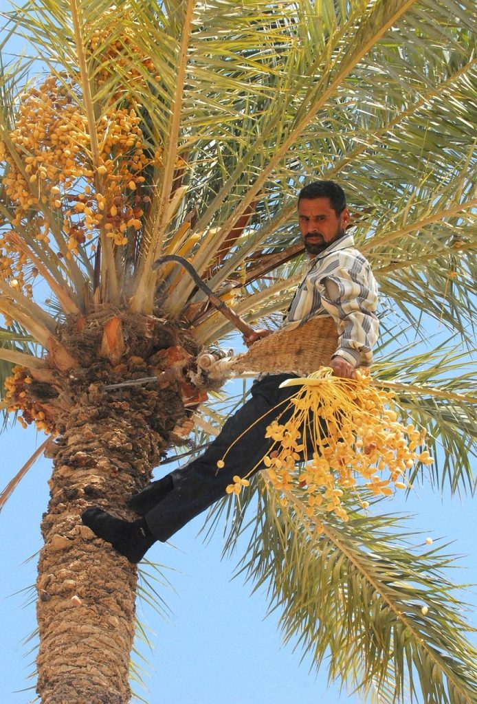 iraq, date tree, harvesting, man, nature, dates, tree, crop, produce, agriculture, worker, labor