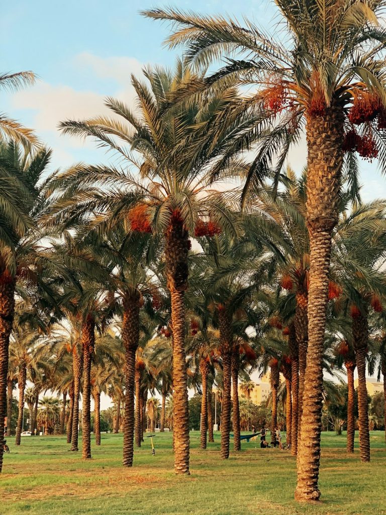 palm-trees-under-blue-sky-during-daytime-ged0idqlsjg