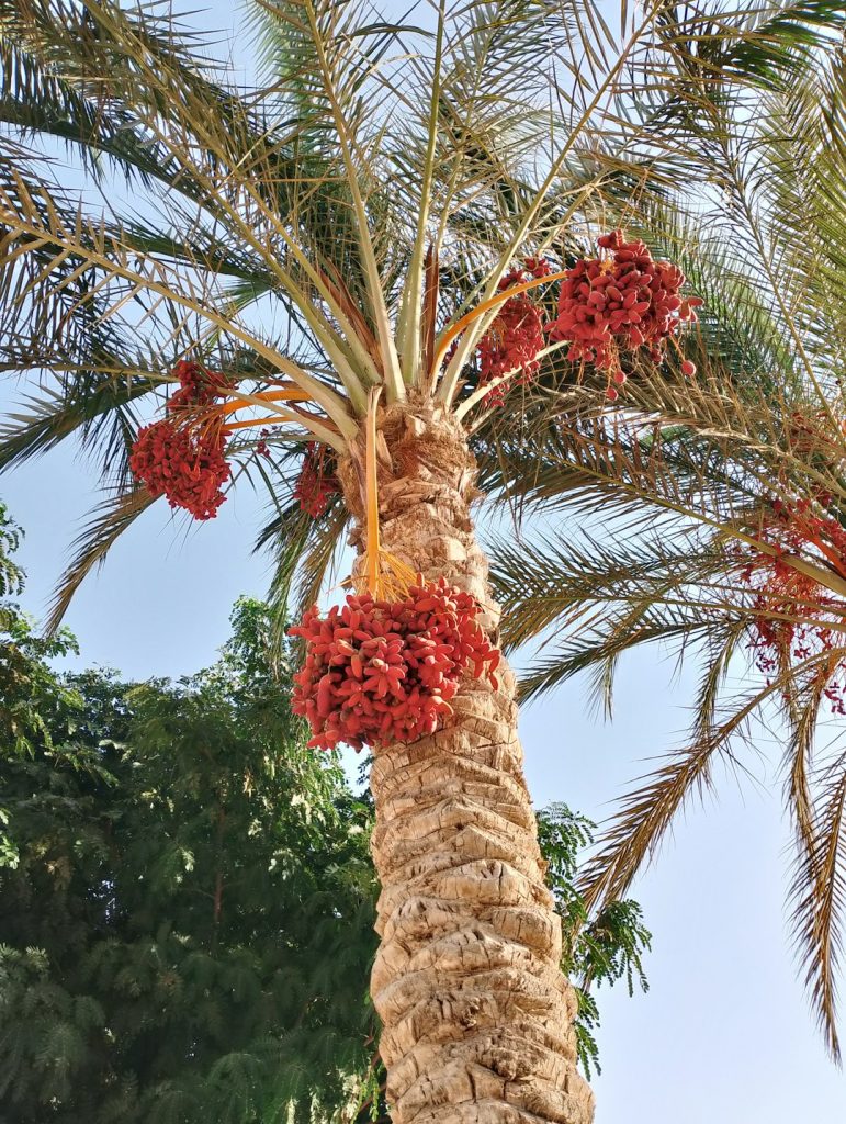 ripe-dates-hang-from-a-palm-tree-5asg0gwzxcw