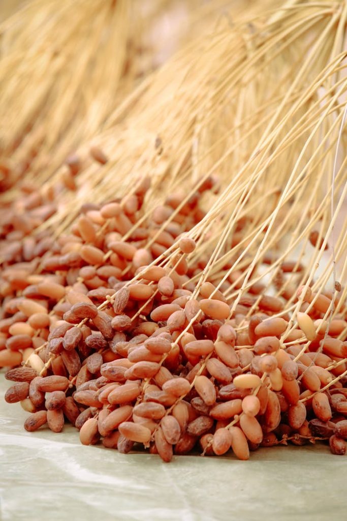 Close-up of freshly harvested dates drying in Biskra, Algeria. Rustic and natural setting.