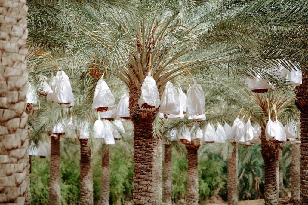 Lush date palm plantation in Biskra, Algeria, showcasing hanging fruit bags in sunlight.